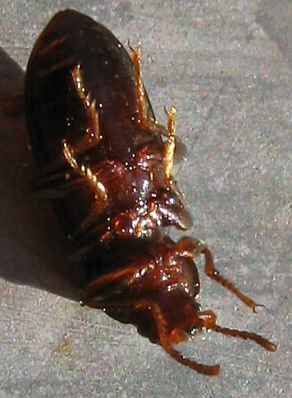 coleotterino: Tenebrionidae